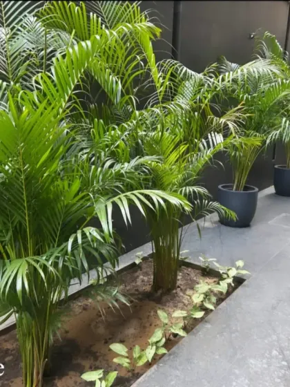 A row of lush Areca palms planted along a dark wall in a commercial property's walkway. This design creates a natural, green corridor that is both beautiful and functional.