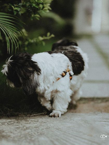 2Bonds - Wedding Photography & Films Pre-Wedding Narratives: The Start of Your Story photo 181