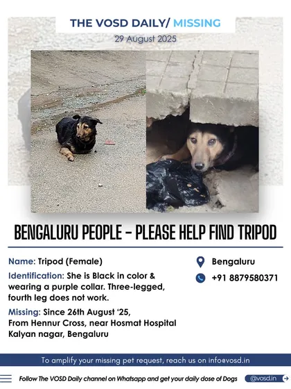 We shared this urgent alert for Tripod, a three-legged dog who went missing in Bengaluru. For special needs dogs like her, a fast and wide-reaching alert is critical for their safety and survival on the streets.