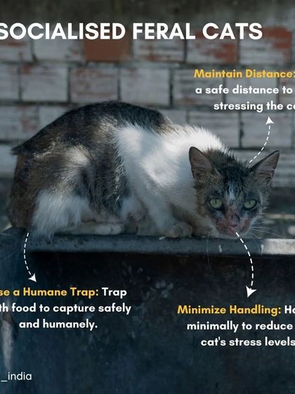 Cupa - Spay/Neuter & Animal Birth Control A Guide for Community Caregivers photo 6