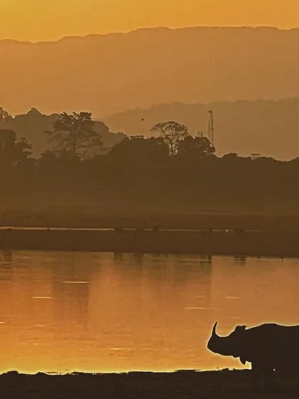 The unmistakable silhouette of a Greater one-horned Rhino against the golden haze of an Assam sunset. This image is a celebration of successful conservation efforts for this magnificent species.
