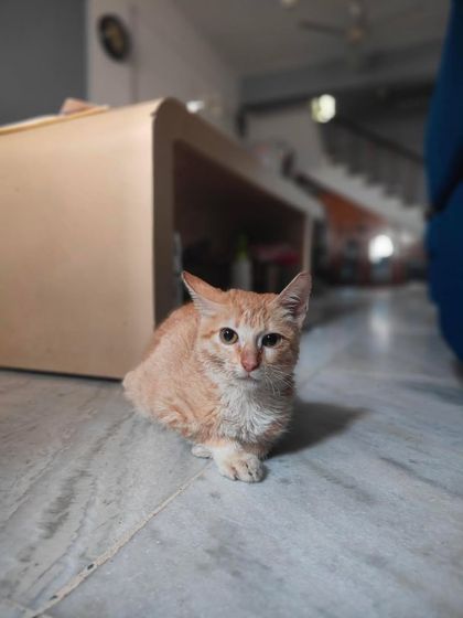 Kitkat, the resilient 4-month-old kitten, looking for a patient family who can help her with her neurological challenges.