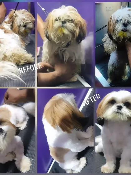 A picture is worth a thousand words. This collage shows the complete transformation of a Shih Tzu, from overgrown and uncomfortable to perfectly groomed and happy. We handle the entire process with care, ensuring the result is a healthy, comfortable, and stylish pup.
