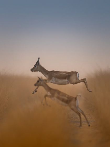 Two blackbucks leaping through the tall grass. The artistic blur and soft focus give this image a dreamy, ethereal quality, capturing a moment of pure, uninhibited joy.