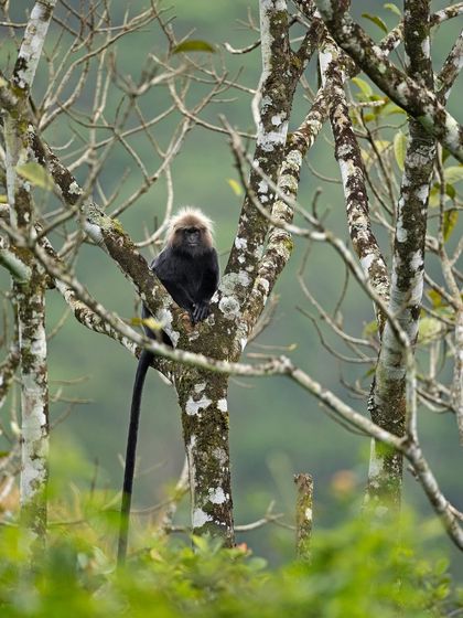 A Nilgiri Langur perched high in the trees, showcasing its preferred habitat.