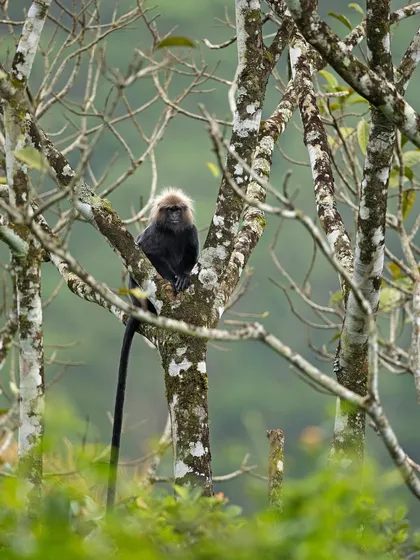 A Nilgiri Langur framed by the white bark of trees, a habitat shot that shows the monkey in its natural environment.