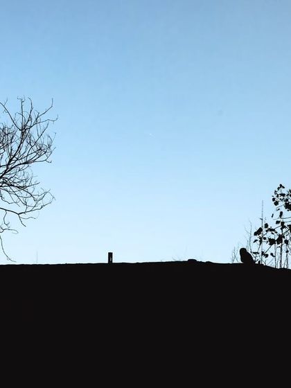A silhouette of an Indian Eagle Owl against the evening sky, showcasing how these birds use high vantage points to survey their urban territory.