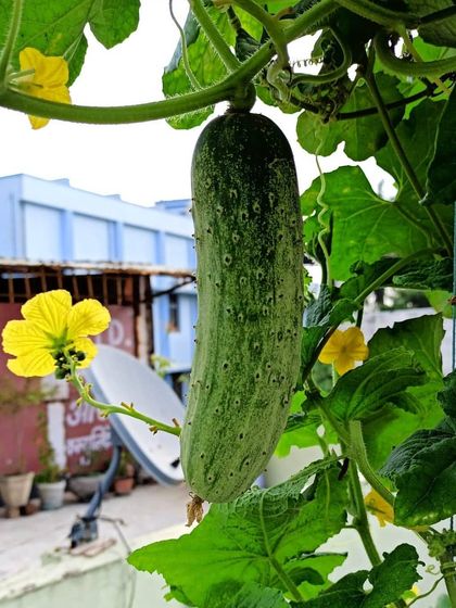 My Balcony Farm: Growing Your Own Food photo 24