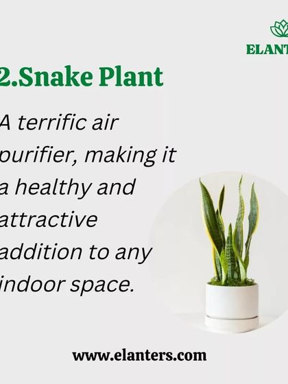 Plant Care Tips & Supplies photo 13