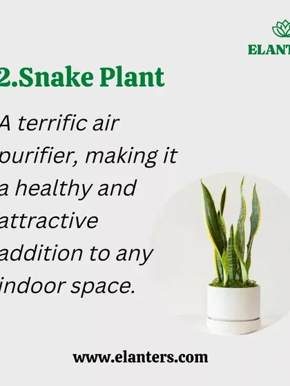Air Purifier 2: The Snake Plant. Known for its hardiness and air-purifying capabilities, this is a must-have for a healthier home.