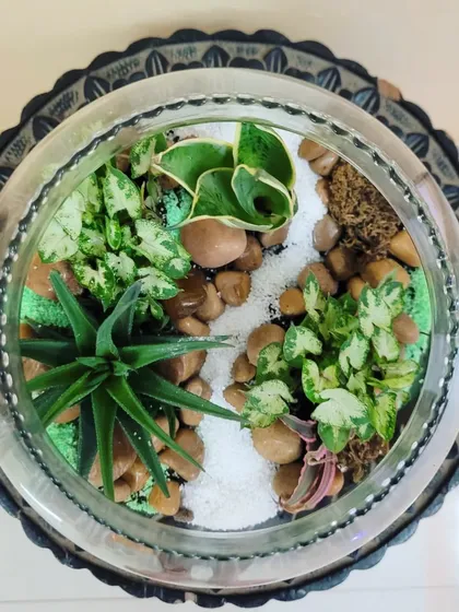 A top-down view of my "Jungle in a bowl" terrarium. You can see how I arrange different plants like Syngonium and Haworthia with stones and moss to create a balanced and beautiful miniature garden.