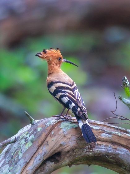 A beautiful profile of the Eurasian Hoopoe, showing its long, curved bill used for probing the ground for insects.