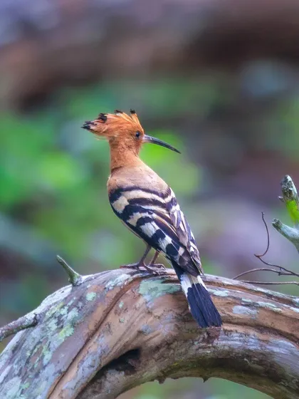 A beautiful profile of the Eurasian Hoopoe, showing its long, curved bill used for probing the ground for insects.