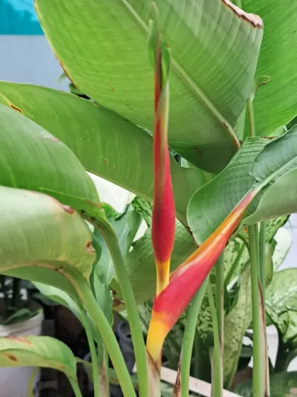 Bhardwaj - Urban Gardening Consultation A Riot of Colorful Flowers photo 27