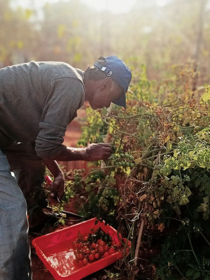 Krishnappa carefully harvesting cherry tomatoes. This is the final, rewarding step of the process, gathering the fruits of our labor.