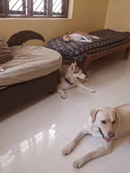 When it gets hot, everyone finds a cool spot inside under the fan to take a nap.