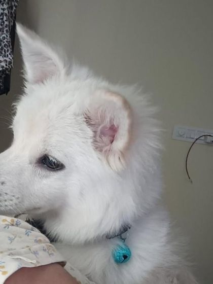 A side profile of Oggy, showing off his alert ears and fluffy coat. He is looking for a home.