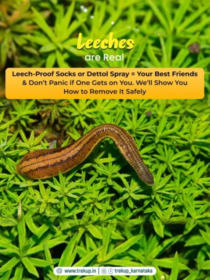 A practical tip for dealing with leeches on monsoon treks. We advise using leech-proof socks and show you how to remove them safely if they get on you.