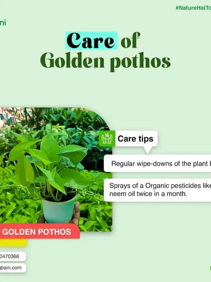 General care tips for Pothos, including wiping down leaves and using organic pesticides like neem oil to prevent pests.