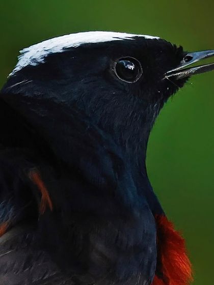 A White-capped Redstart with its beak slightly open. This close-up captures the intense black of its plumage and the bright white spot on its crown.