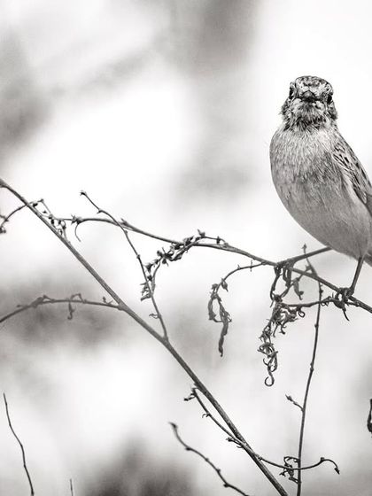 A Siberian Stonechat perched on a dry stalk, another common but beautiful visitor during the winter migration season in Delhi NCR.
