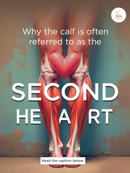 Why is the calf often called the "second heart"? This graphic explains how your calf muscles play a crucial role in pumping blood back to the heart.