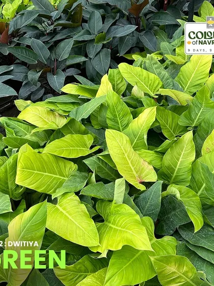 The Philodendron Melinonii Gold symbolizes growth and harmony. Its heart-shaped leaves with golden undertones create a calming oasis in any room, perfect for celebrating new beginnings.