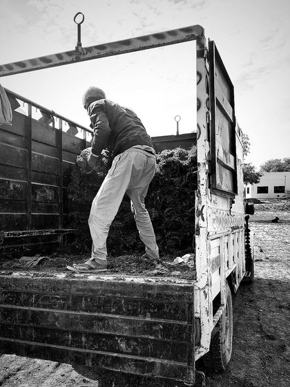 Delhi Gardner - Wholesale Plant & Turf Supply Natural Grass Turf: From Our Farm to Your Project photo 154