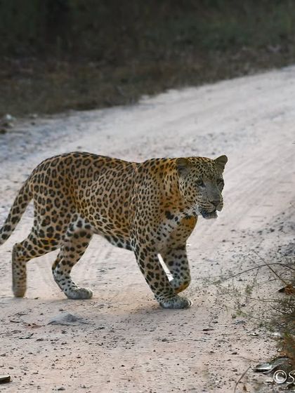 The Big Cat Diary: Tigers & Leopards photo 6