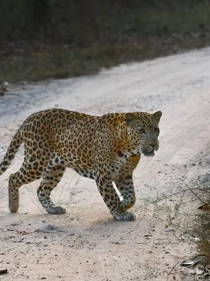 A leopard on the move, crossing the safari track right in front of us. These moments are fleeting, and you have to be ready. The focused look in its eyes shows an animal with a purpose, patrolling its territory in the Jhalana Reserve Forest.