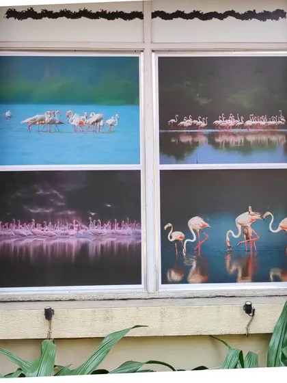 My flamingo art prints displayed on the windows of the Goethe-Institut at the Kala Ghoda festival. The goal is to bring the story of the wetlands and their inhabitants to a wider audience, fostering awareness through art.