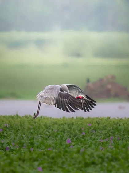 A Sarus Crane coming in for a landing in a field of purple flowers at Dhanauri. The motion of its wings and legs shows the grace and control of this giant bird.