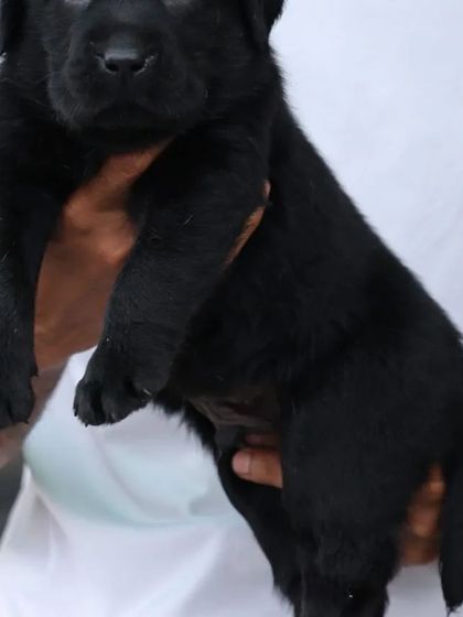 A beautiful black Labrador puppy with a shiny coat and intelligent eyes. Like all my labs, he comes with KCI certification to prove his purebred lineage.