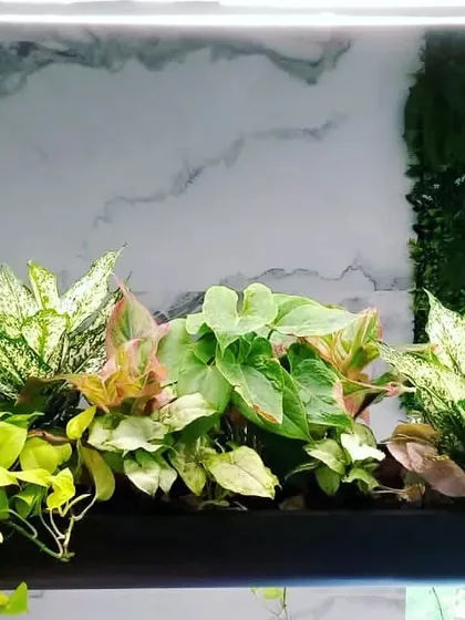 For this project, I designed a custom hanging planter filled with a variety of lush indoor plants. These are great for adding greenery to a space without taking up floor area.