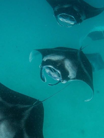 A train of manta rays gliding effortlessly through the water. It's a sight that never gets old, no matter how many times you see it.