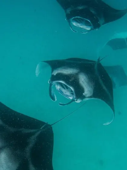 A train of manta rays gliding effortlessly through the water. It's a sight that never gets old, no matter how many times you see it.