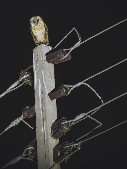 A Barn Owl on an electric pole. The droppings on the pole are a clear sign of regular use, a tip we share on our tours for spotting them.