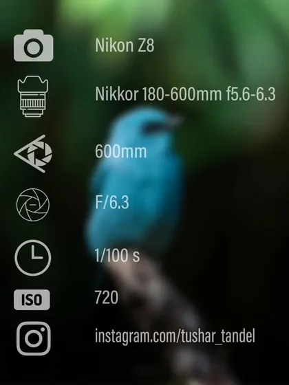 The settings and gear used to capture the Verditer Flycatcher.