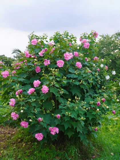 A collection of the beautiful flowers that bloom across the ashram. From the sacred Lotus to the fragrant Jasmine, these blossoms add color, life, and healing energy to our home.