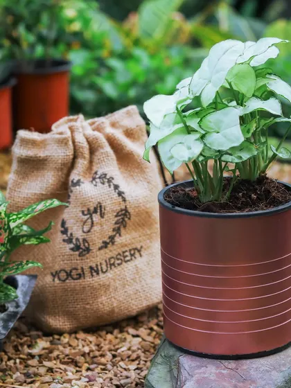 A duplicate of the previous image, this copper-colored metallic self-watering planter is perfect for adding a warm, contemporary touch to any space, shown with a healthy Syngonium.