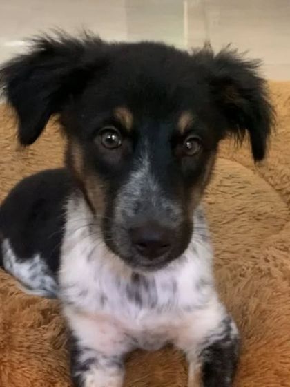 This is Puchki, an adorable Indie puppy with unique speckled markings. She was fostered after being found alone and has blossomed into a confident, loving pup.