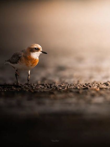 A Sand Plover takes a tentative step on the wet sand, its small form and delicate features captured in beautiful light.