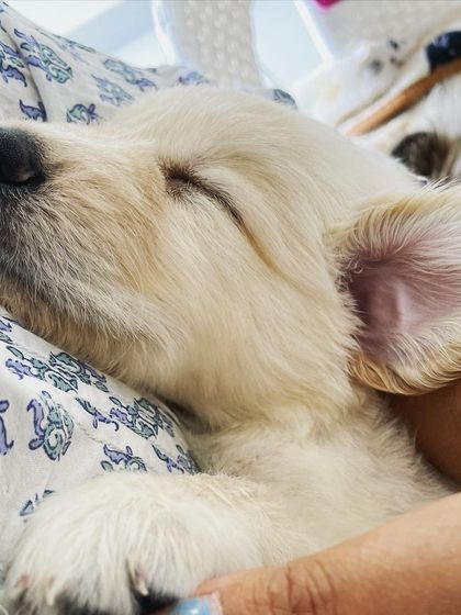 We Care Pet Creche - Home Dog Boarding Our Adorable Guests photo 18