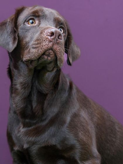 A stunning studio portrait of Loki the chocolate lab against a deep purple background. The lighting beautifully highlights his glossy coat and expressive eyes.