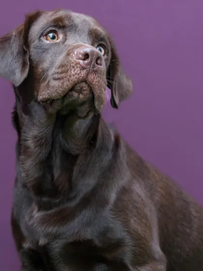 A stunning studio portrait of Loki the chocolate lab against a deep purple background. The lighting beautifully highlights his glossy coat and expressive eyes.