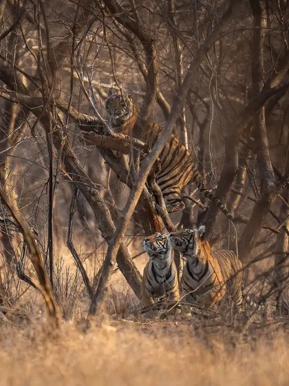 Riddhi's cubs chase a langur that wandered too close. This playful yet predatory behavior is a crucial part of their training for survival.