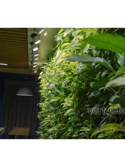 This close-up view highlights the healthy, vibrant Peace Lily plants within one of our corporate green wall projects. Proper lighting and plant selection are key to ensuring our installations thrive indoors.