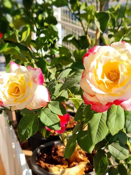 My happiness quadrupled today when two of my Double Delight Roses bloomed. Their divine fragrance fills the air, and the petals look like they've been dipped in pink paint. A must-have for rose lovers.
