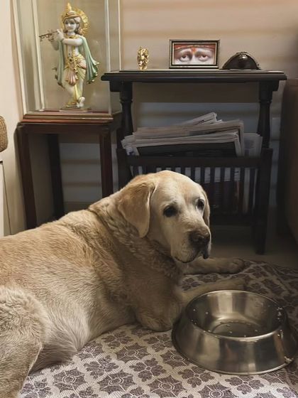 These additional photos showcase the variety of wonderful dogs I have the pleasure of caring for, each with their own unique charm and personality. From playful moments to quiet cuddles, every interaction is special.