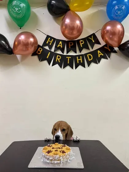 That look of anticipation is everything! Bingo the Beagle is patiently waiting for his first taste of our Zara Coconut Cake. It's not just adorable, it's packed with healthy coconut and oats for a shiny coat and happy tummy.